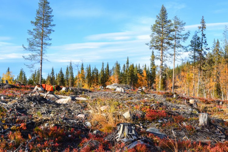 caccia-foresta-lapponia