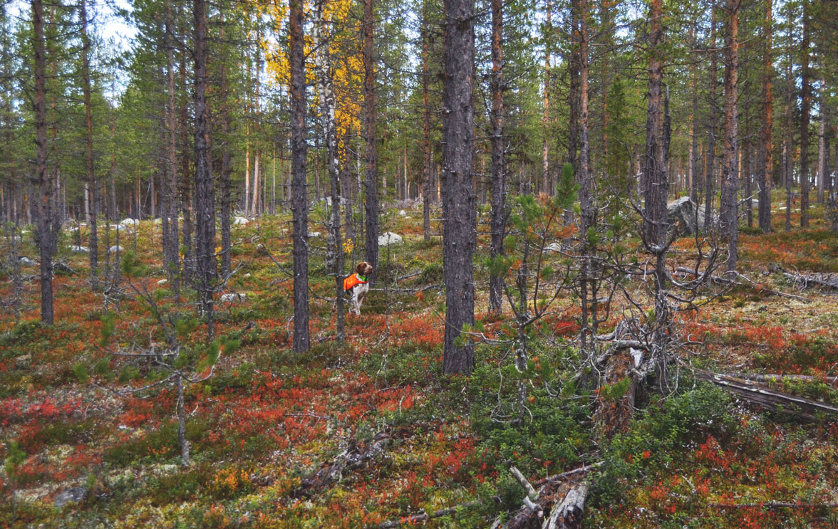 caccia-foresta-lapponia