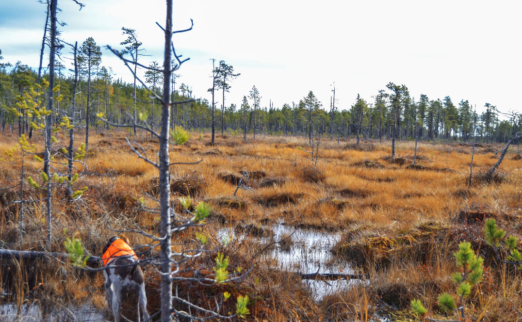 caccia-foresta-lapponia
