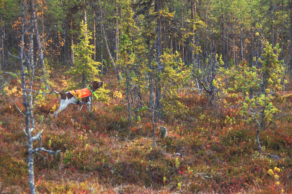 caccia-in-foresta-lapponia-con-cane