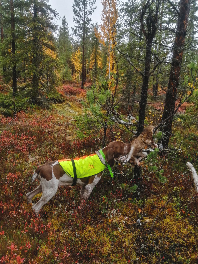 caccia-lepre-lapponia
