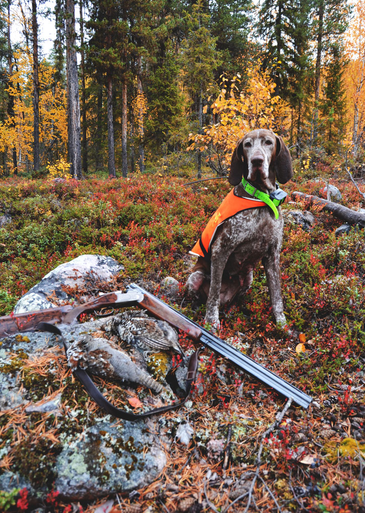 cosa-cacciare-in-lapponia-bracco