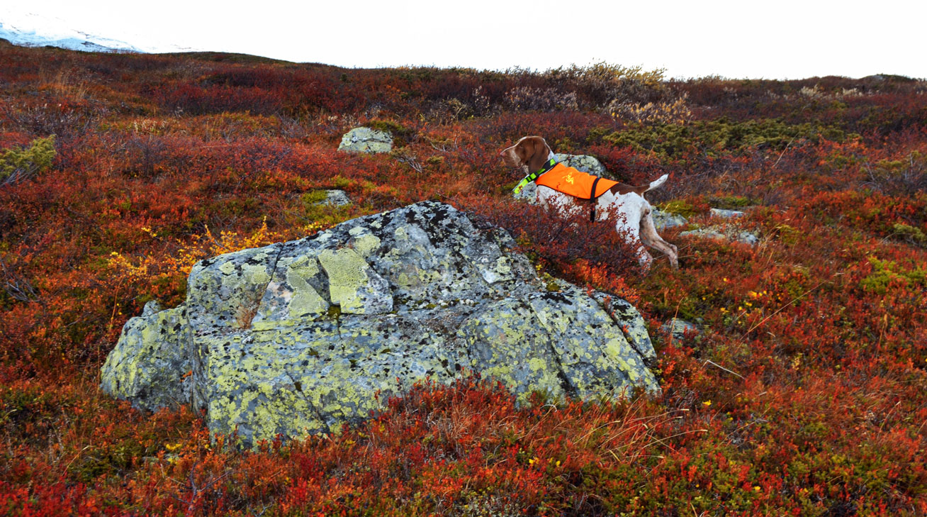 ferma-bracco-italiano-caccia-lapponia