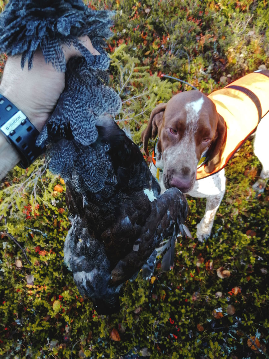 gallo-cedrone-caccia-lapponia