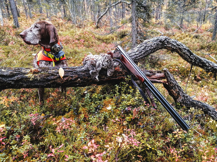 gallo-forcello-gallo-cedrone-caccia-cane-lapponia