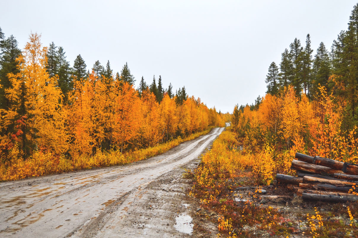 paesaggio-caccia-lapponia-svezia-finlandia