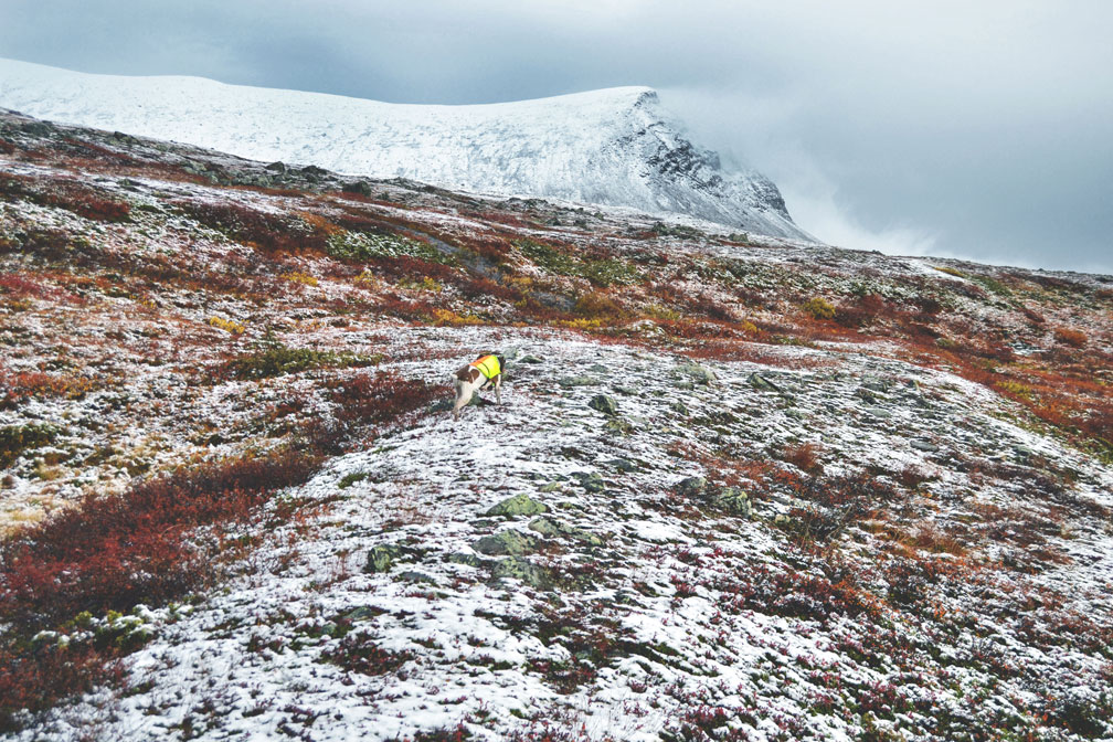 paesaggio-caccia-lapponia-svezia-finlandia