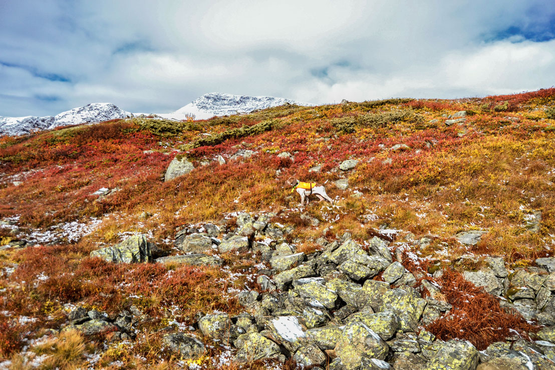 paesaggio-caccia-lapponia-svezia-finlandia
