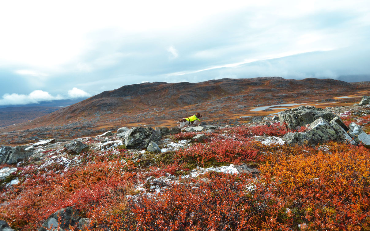 paesaggio-caccia-lapponia-svezia-finlandia