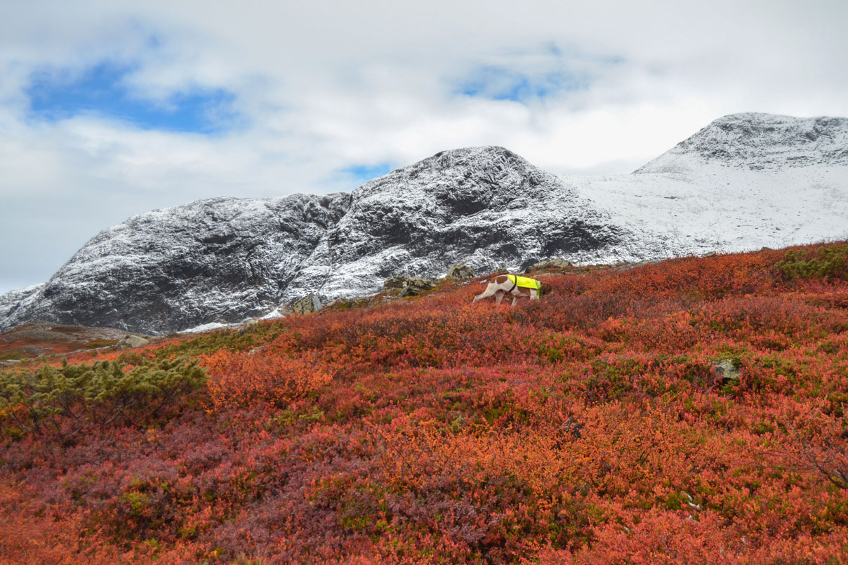 paesaggio-caccia-lapponia-svezia-finlandia