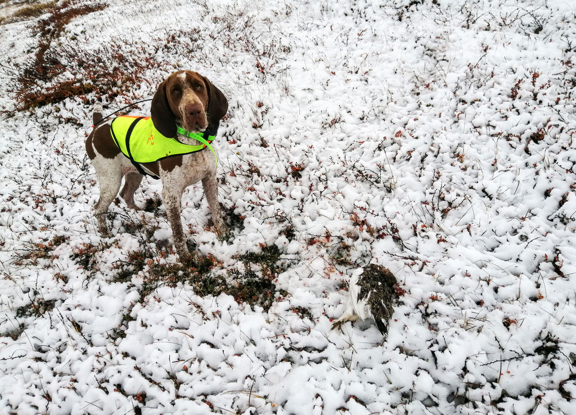 pernice-lapponia-caccia-col-cane