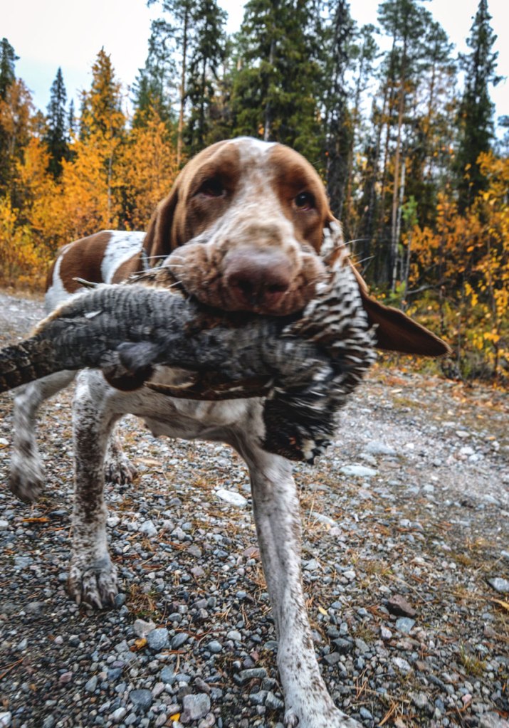 riporto-cane-da-caccia-gallo-forcello