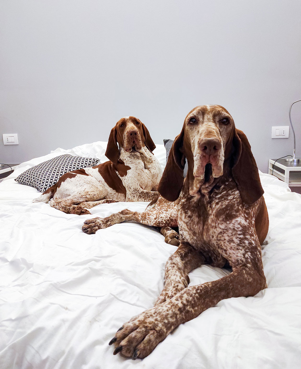 bracchi-italiani-hotel-pet-friendly