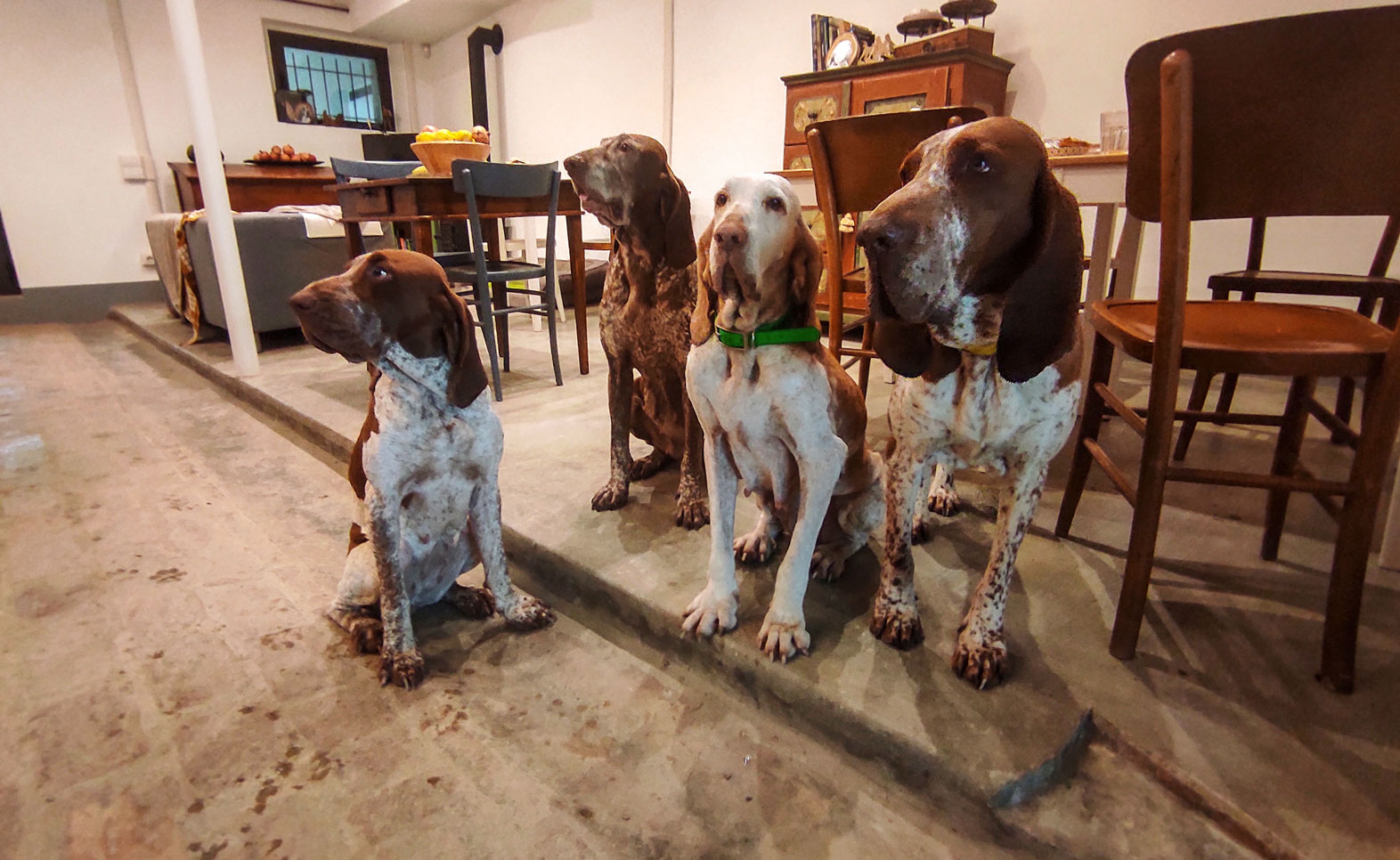 colazione-coi-bracchi