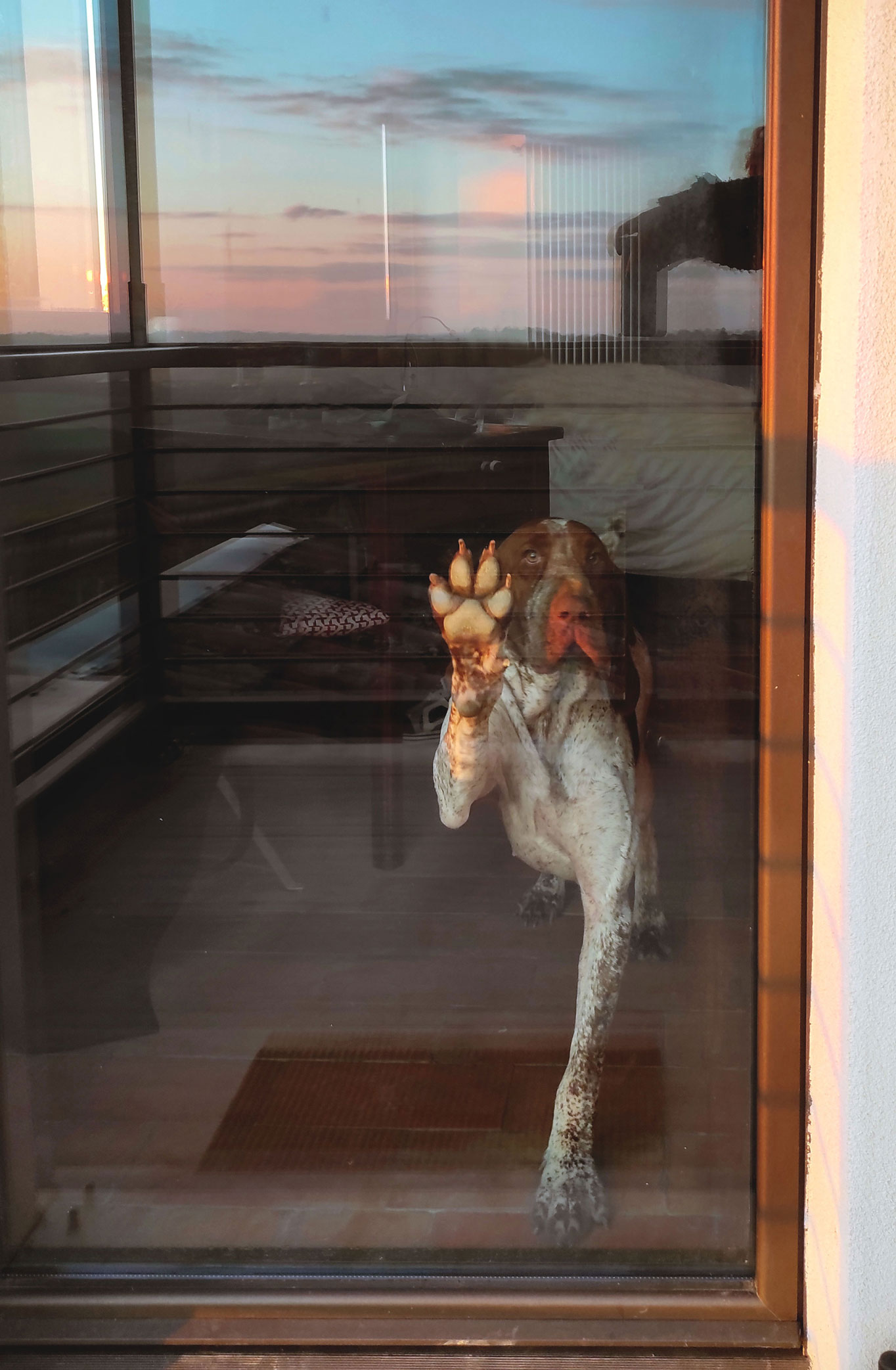 hotel-per-cani-emilia-romagna-rimini-1