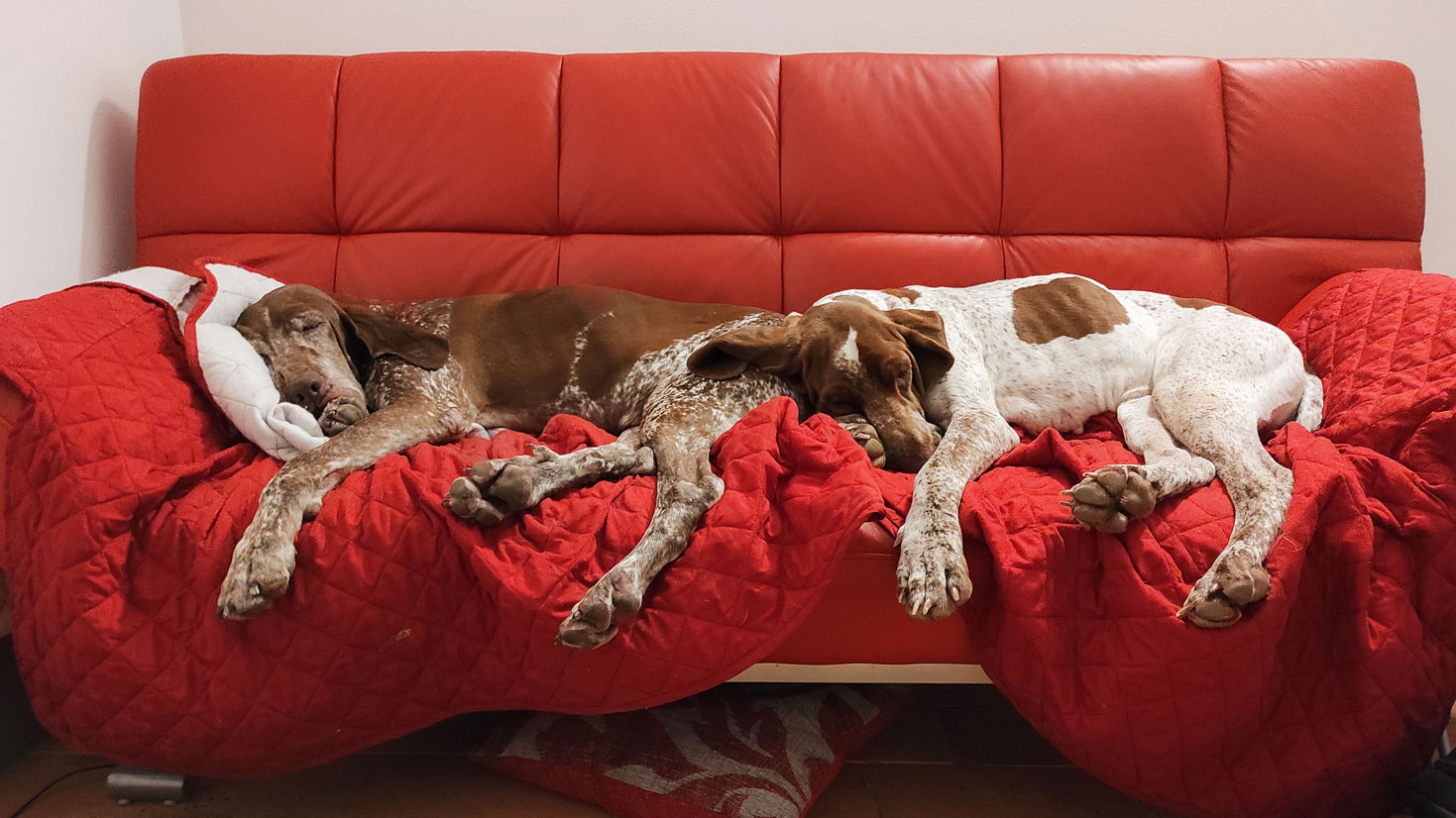 hotel-per-cani-vacanze-rimini-1