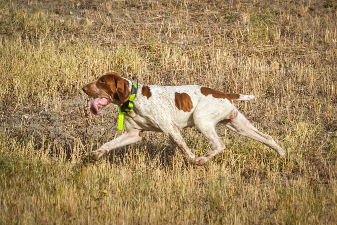 al-trotto-con-gps-satellitare
