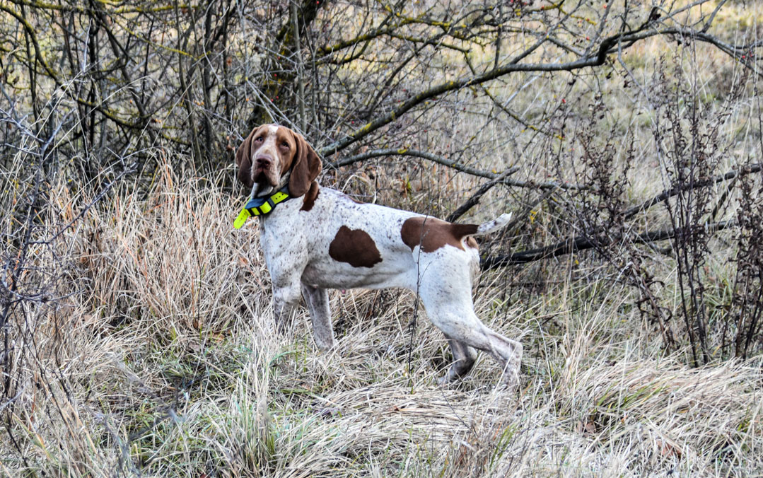 bracco-collare-satellitare-gps