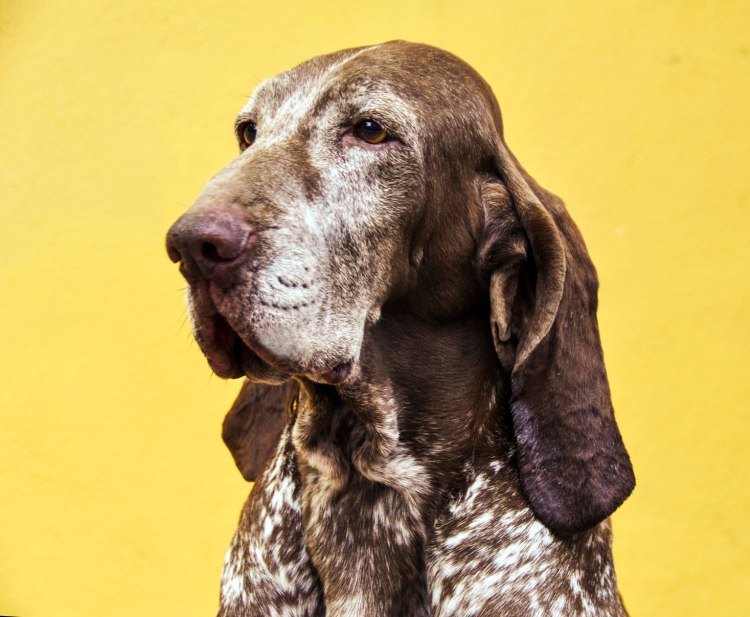 olena di casamassima