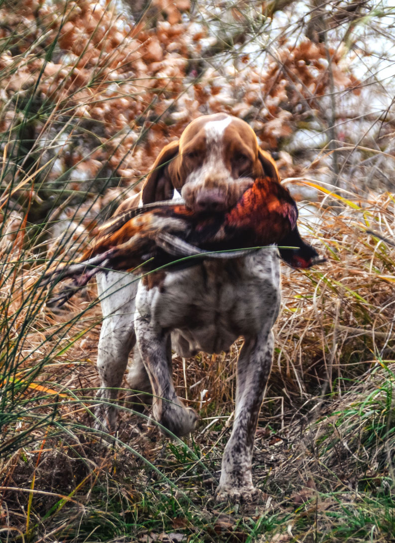 riporto-fagiano-bracco-italiano