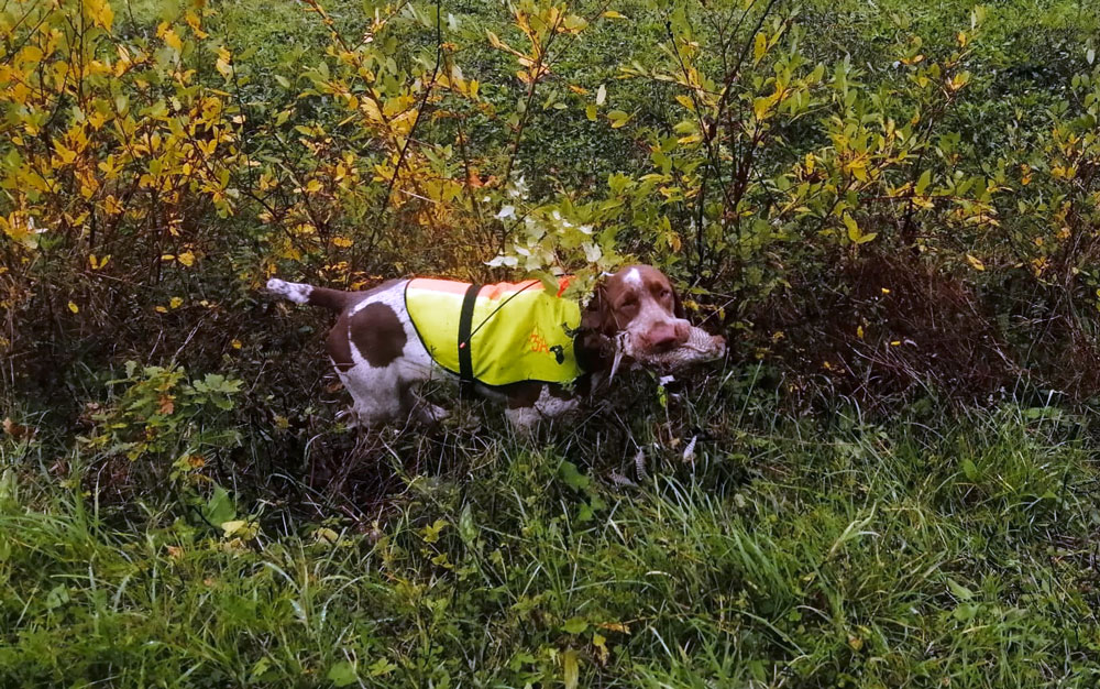 beccaccia-bracco-italiano