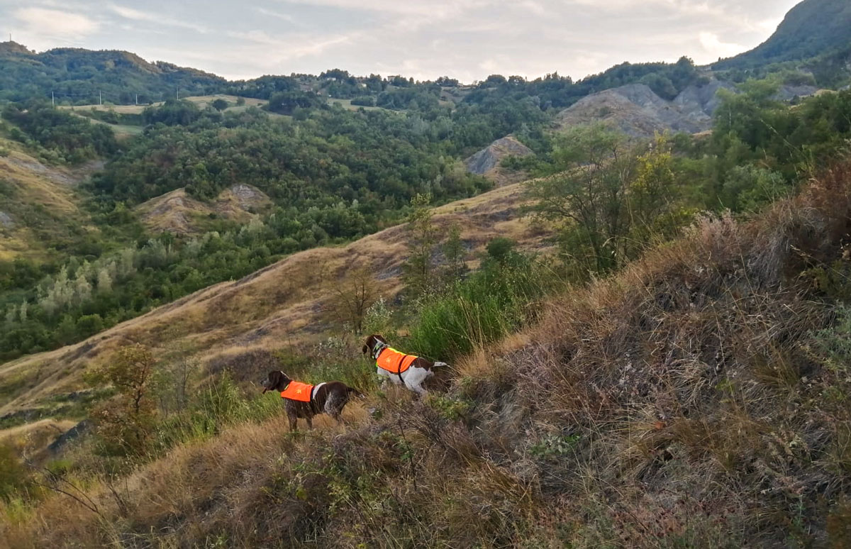 caccia-col-bracco-italiano