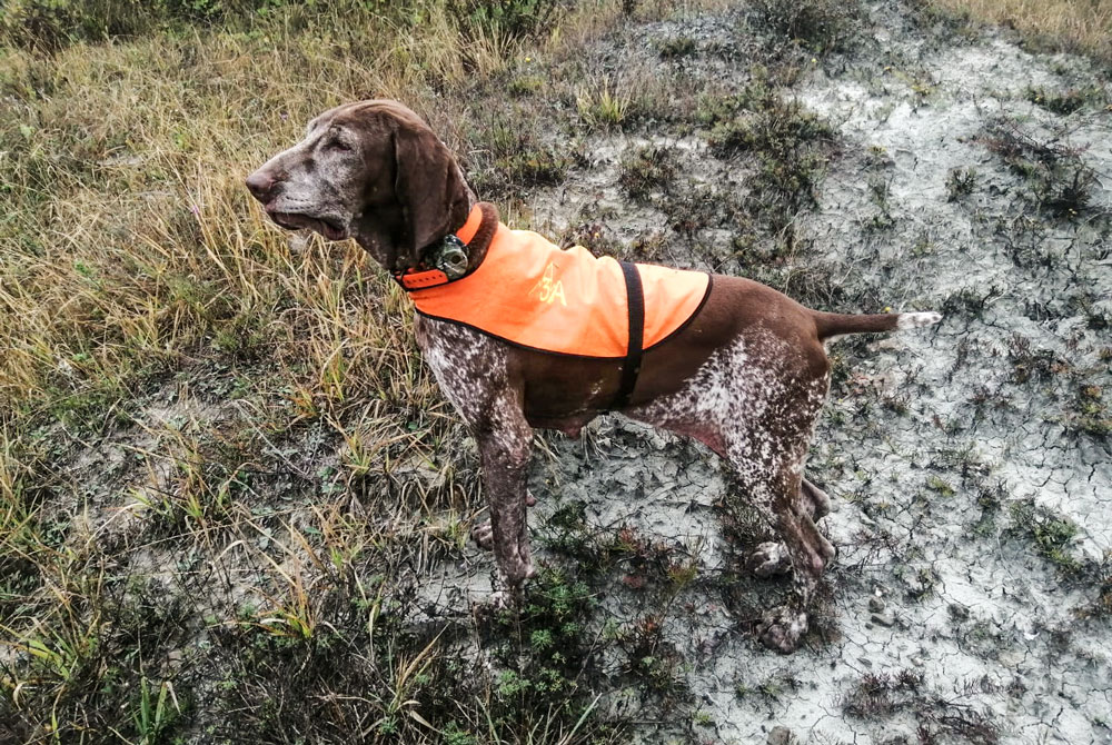 cane-con-mantellina-alta-visibilita