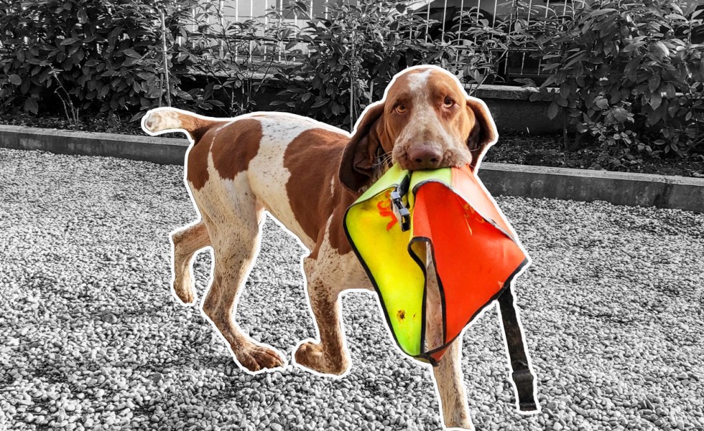 Bracchi ad alta&nbsp;visibilità