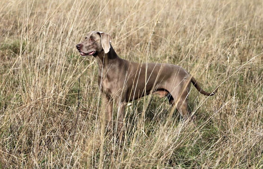 weimaraner