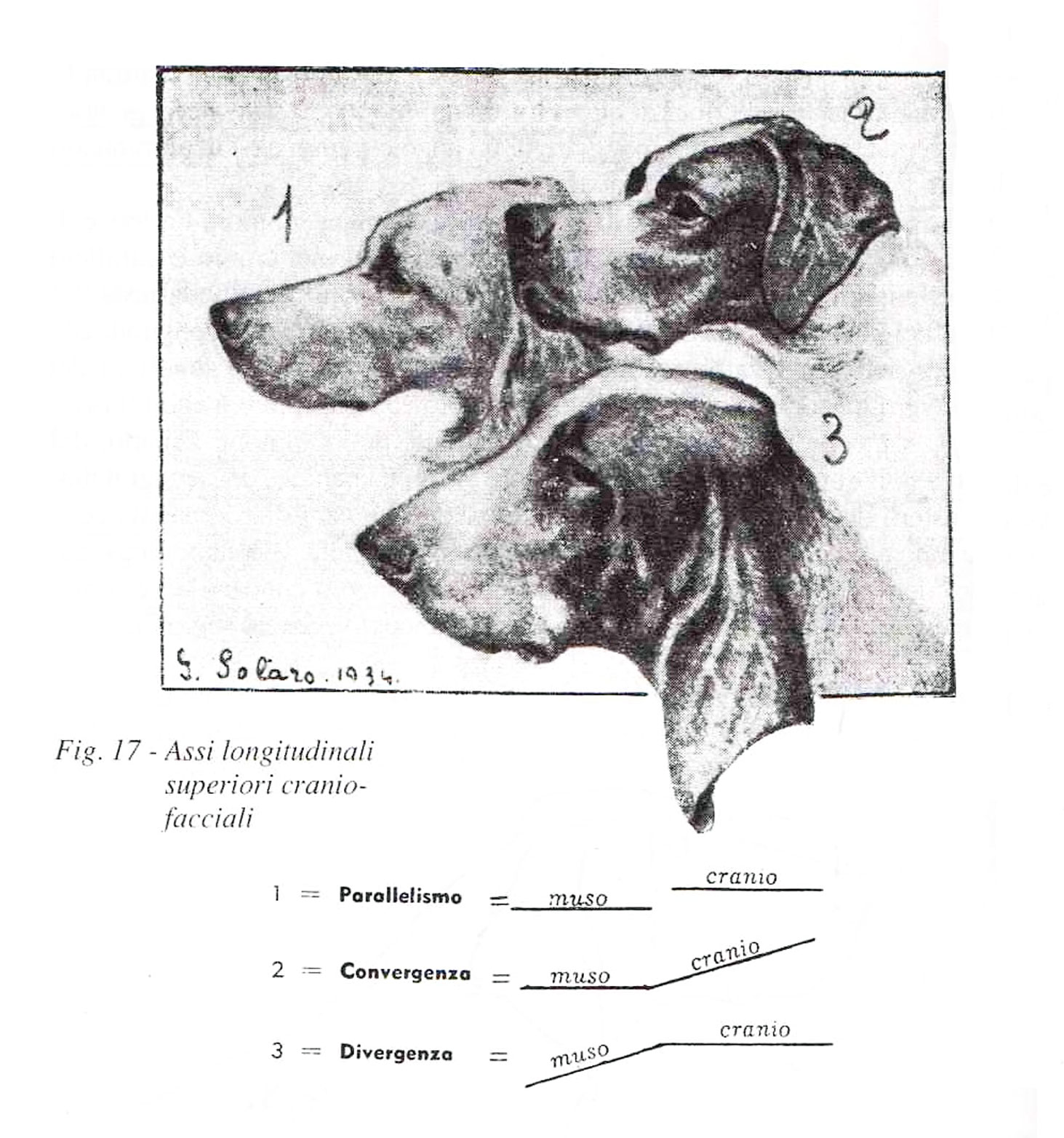 parallelismo-divergenza-convergenza-testa-cane-solaro