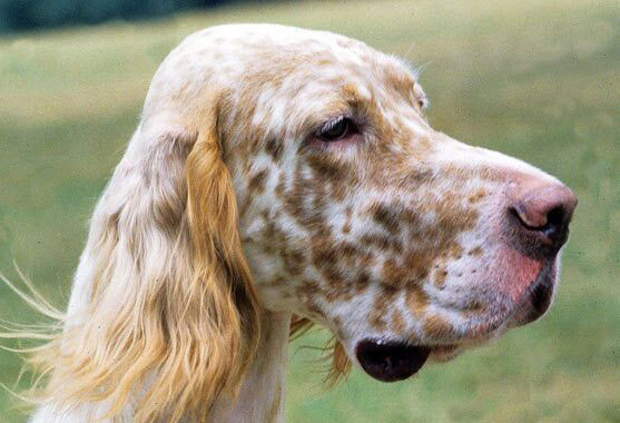 profilo-setter-inglese