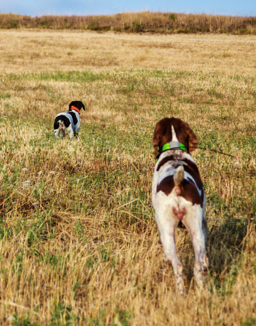 bracco-e-breton-caccia