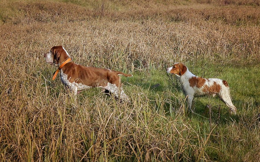 bracco-italiano-e-breton-in-ferma