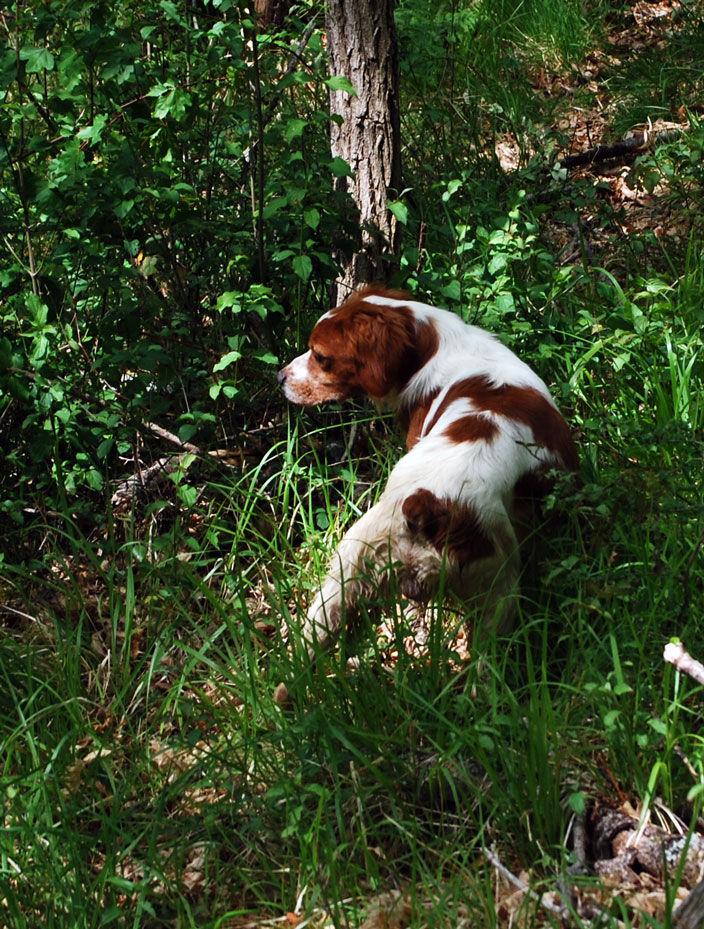 breton-in-ferma-nel-bosco