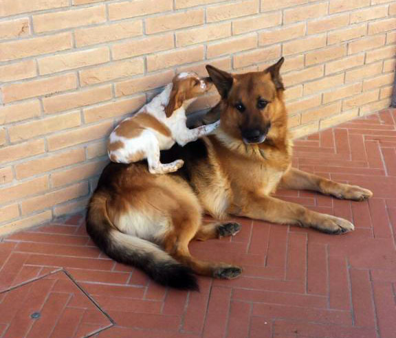 cucciolo di breton e pastore tedesco