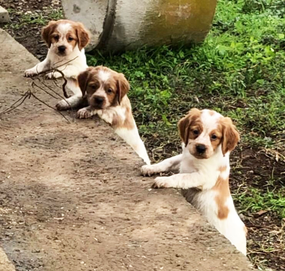 cuccioli-epagneul-breton