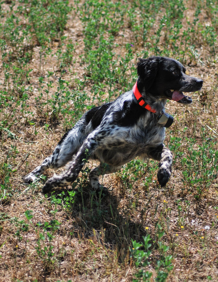 epagneul-breton-a-caccia