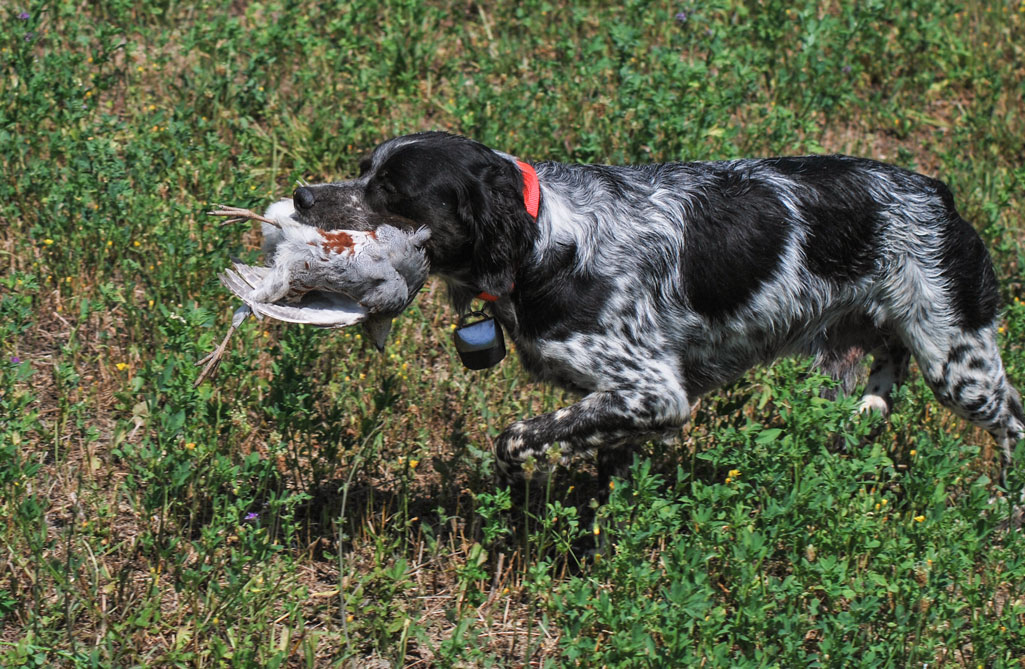 epagneul-breton-caccia