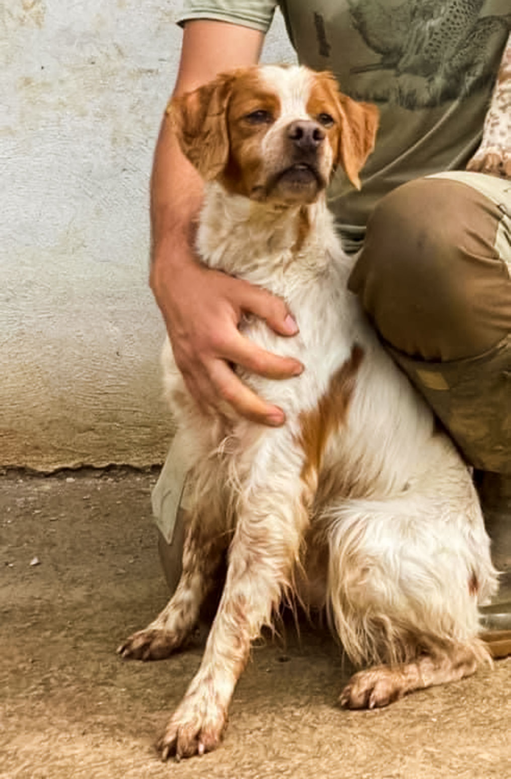 epagneul-breton-di-casa-smeraldo