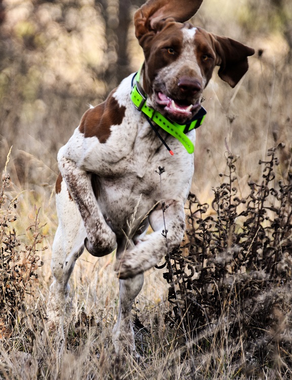porzia-bracco-italiano