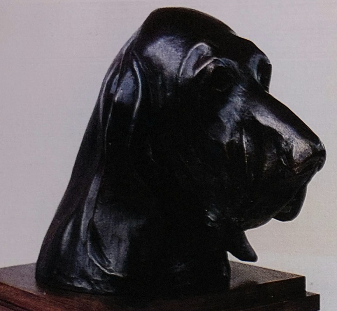 Testa di Bracco Italiano - Andrea Acerbi