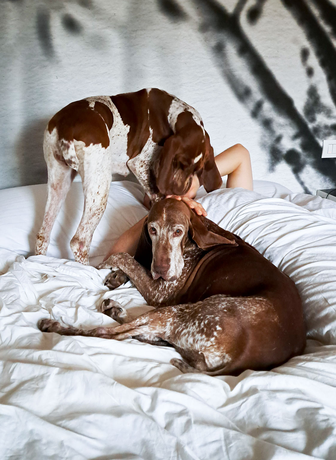 bracco-italiano-letto
