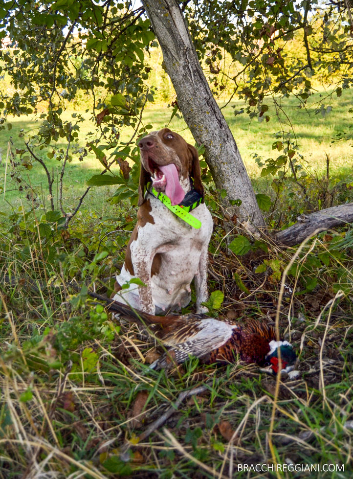 bracco-italiano-caccia-fagiano
