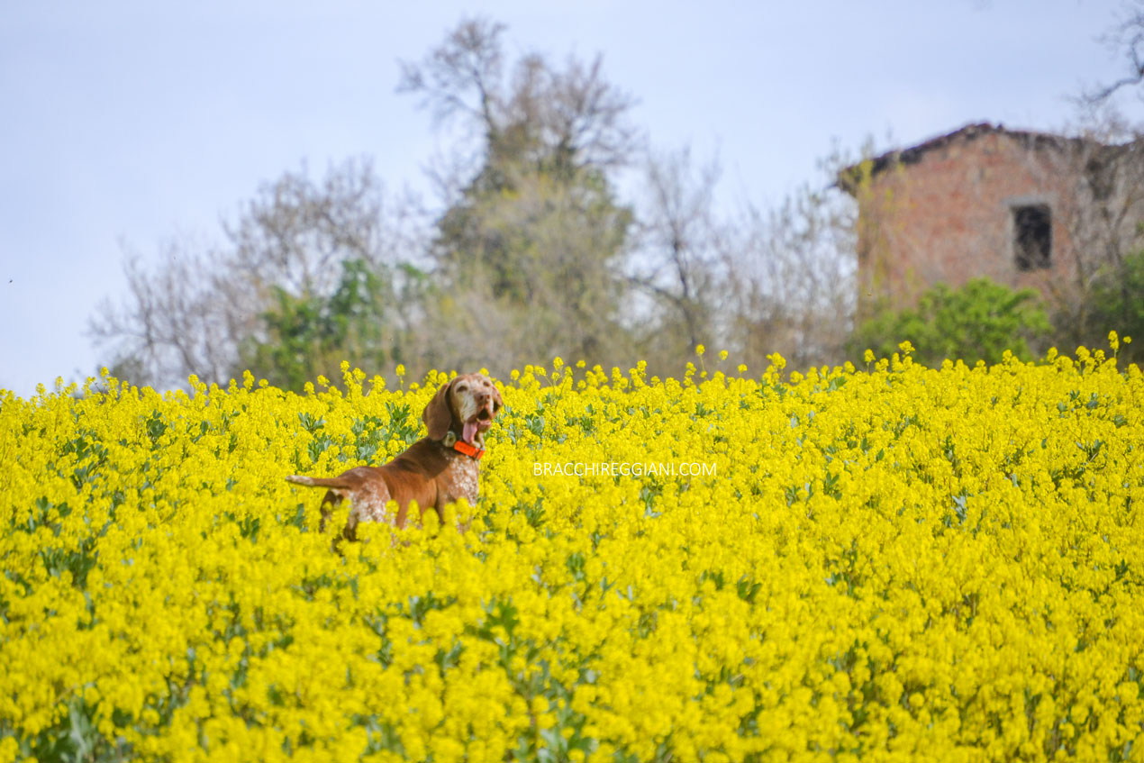 bracco-italiano-campagna