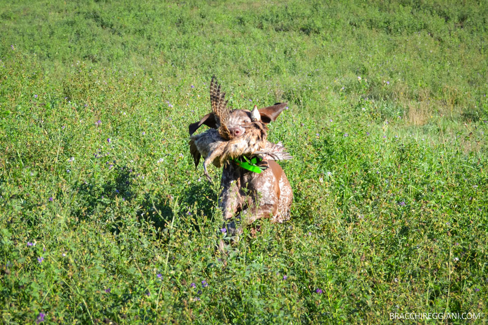 bracco-italiano-riporto