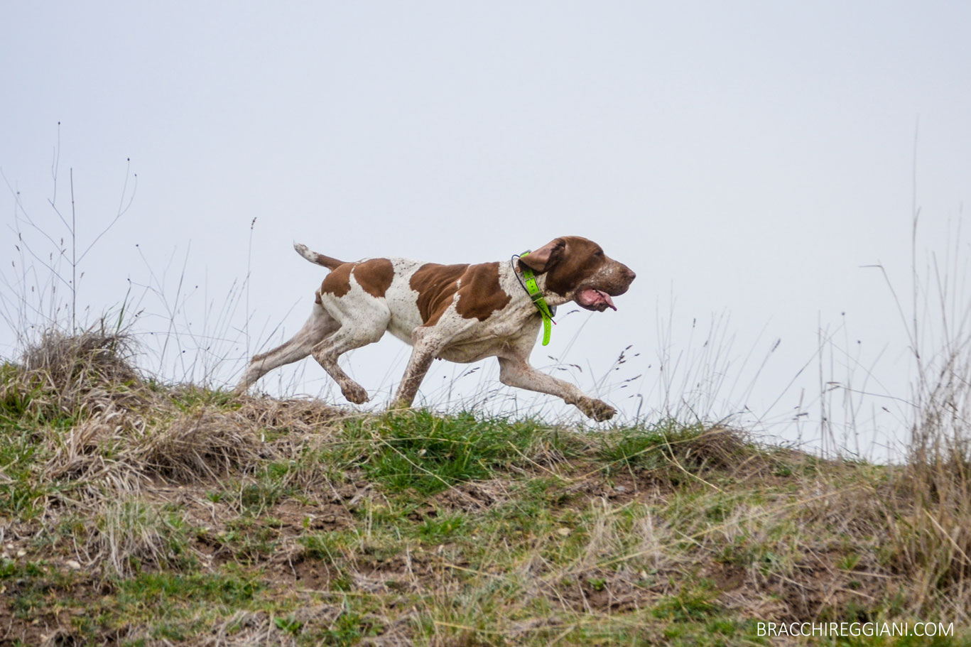 trotto bracco italiano caccia