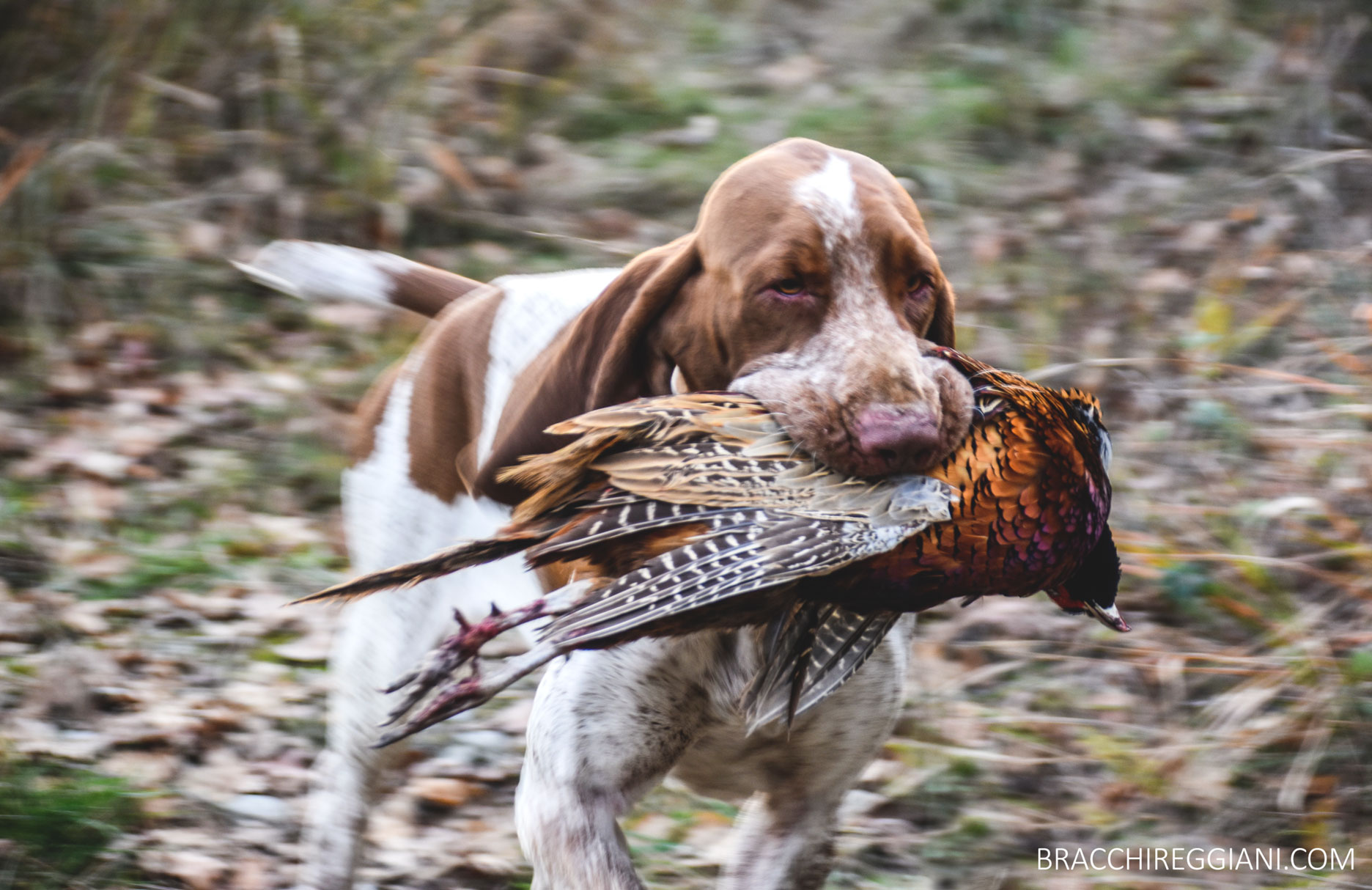 riporto-bracco-italiano-caccia