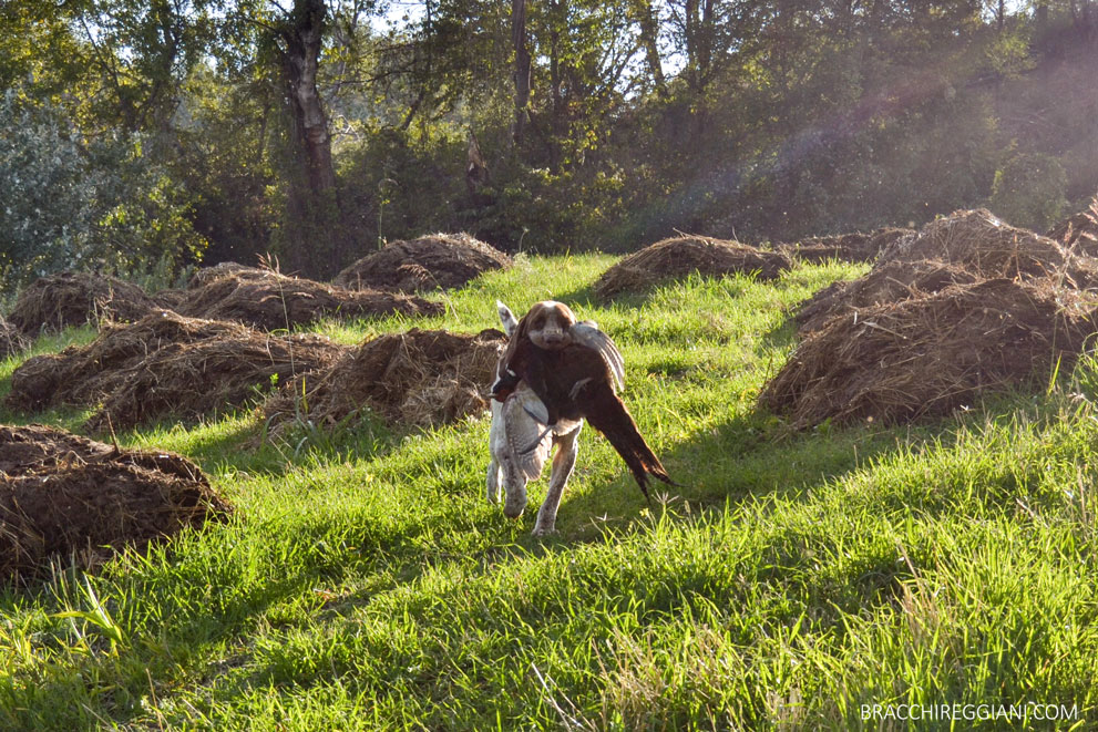 riporto-fagiano-bracco-italiano