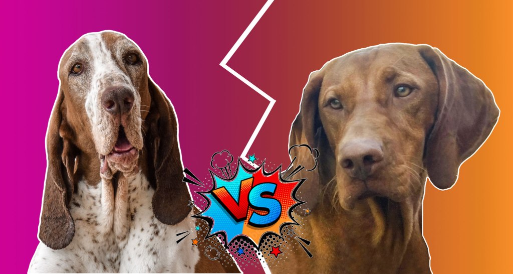 Guida galattica per cani da ferma: Bracco Italiano Vs&nbsp;Vizsla
