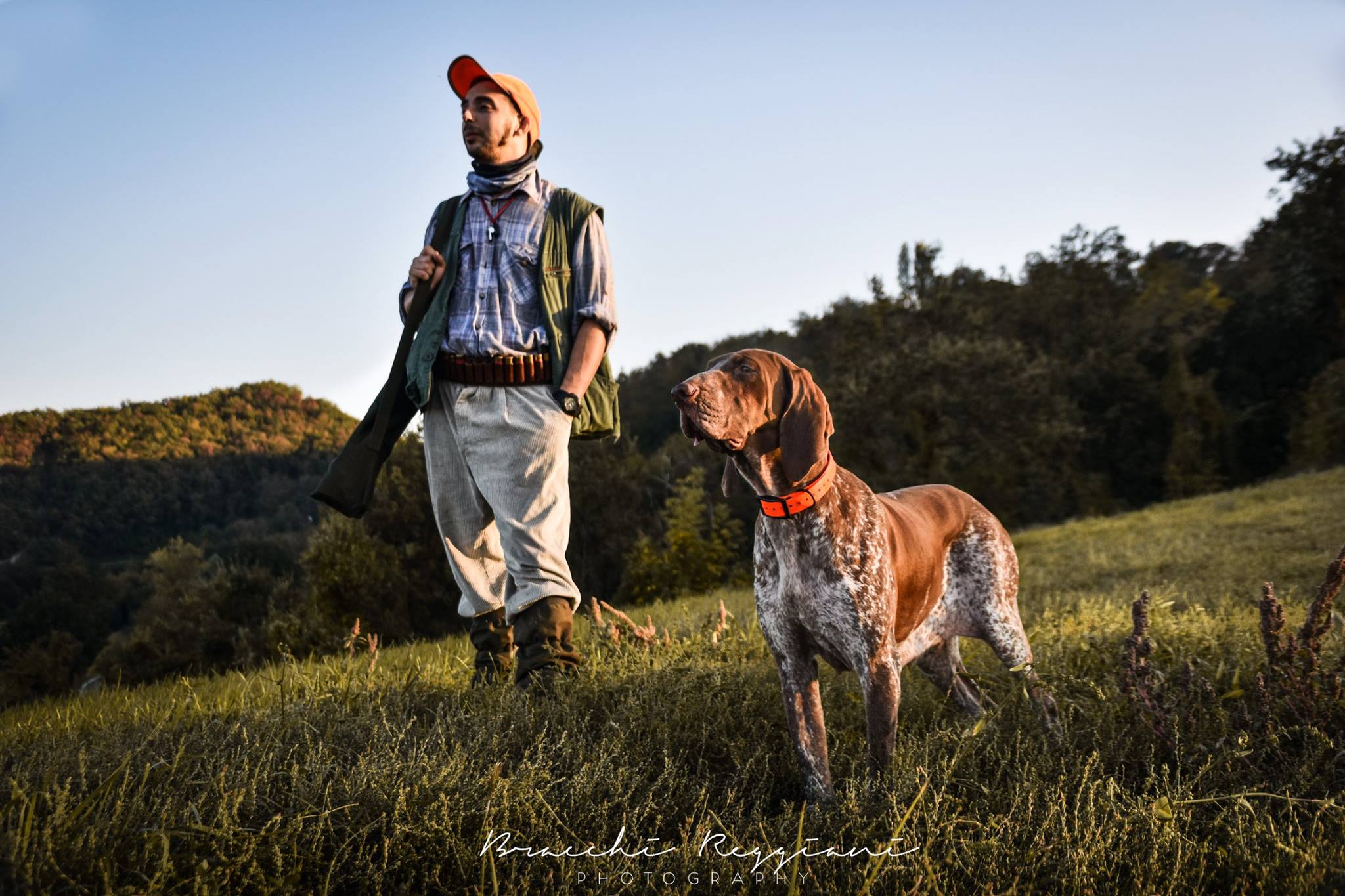 bracco italiano cacciatore